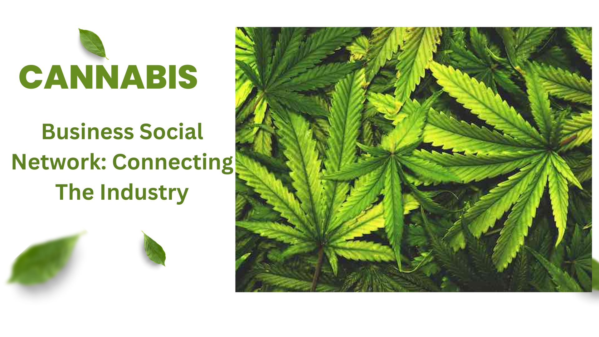 Cannabis