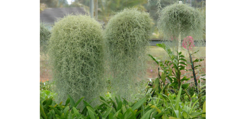 T. usneoides